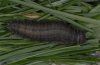 Erebia pluto: Fully-grown larva  [S]