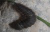 Erebia pluto: Larva, just in last instar [S]