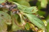 Nymphalis polychloros: Raupen L1 (Frankreich, Alpes-Maritimes, Col de Vence, 29.04.2012) [M]