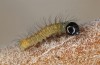 Nymphalis polychloros: Larva L1 (Spain, Sierra de Gredos, oviposition in early May 2022) [S]