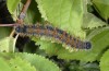 Nymphalis polychloros: Larva L5 (NW-Italy, Susa, May 2007) [S]