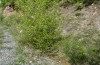 Nymphalis polychloros: Larval habitat (N-Greece, Pindos Mountains, May 2014) [N]