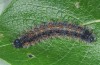 Nymphalis polychloros: Larva L5 (e.l. N-Greece, Kozani, young larvae in early May 2008) [S]