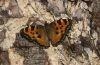 Nymphalis polychloros: Upper side [N]