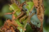 Nymphalis polychloros: Larvae in the first instar (Col de Vence, April 2012) [M]