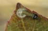 Limenitis populi: Hatching larva