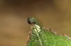 Limenitis populi: L1-Raupe nach dem Schlupf. Zunächst wurde die Eihülle als erste Mahlzeit verzehrt.