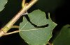 Limenitis populi: Hibernariumbau 2: Der Blattschnitt ist fortgeschritten.