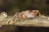 Limenitis populi: Empty hibernarium in late winter, probably victim of birds