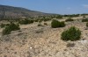 Chazara prieuri: Habitat (Spanien, Sierra de Albarracin, Ende Juli 2017) [N]