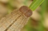 Erebia pronoe: Larva [S]