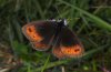 Erebia pronoe: Male (Lechtal, Forchach, August 2010) [N]