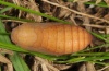 Erebia pronoe: Pupa [S]