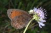 Erebia pronoe: Adult, victim of a crab spider (Forchach, Austria) [N]