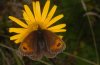 Erebia pronoe: Female (Forchach, Lechtal, August 2010) [N]