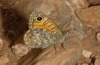 Lasiommata paramegaera: Männchen (Sardinien, Buggeru, Mai 2012) [N]