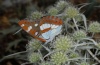 Limenitis reducta: Adult (Olympus, early August 2012) [N]