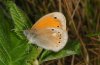 Coenonympha rhodopensis: Adult (Falakron, e.o.) [S]