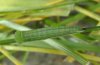 Coenonympha rhodopensis: Half-grown larva [S]
