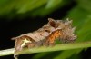 Neptis rivularis: Larva (Ticino, May 2013) [N]