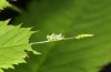 Neptis rivularis: Summer shelter of a young larva (Austria, Carinthia, Karawanken, Trögerner Klamm near Bad Eisenkappel, early August 2016) [N]