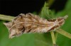 Neptis rivularis: Larva (Ticino, May 2013) [N]