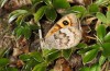 Erebia rondoui: Weibchen (Canigou, 2000m NN, Mitte Oktober 2013) [N]