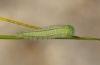 Melanargia russiae: Half-grown larva [S]
