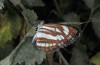 Neptis sappho: Adult (Melnik, SW-Bulgaria, late July 2015) [N]