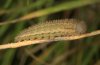 Erebia scipio: Larva in last instar [S]