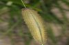 Erebia scipio: Larva in last instar [S]