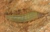 Erebia scipio: Larva in penultimate instar [S]