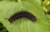 Boloria selene: Larva in last instar [S]