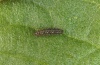 Boloria selene: L2-larva [S]