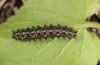 Boloria selene: Larva in penultimate instar [S]