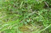 Boloria selene: Larval habitat with Viola reichenbachiana at river Iller near Memmingen (S-Germany, mid-May 2013) [N]