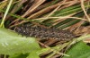 Boloria selene: Larva, found on Viola reichenbachiana on a small clearing with larvae of Erebia ligea and Lopinga achine (river Iller near Memmingen, mid-May 2013) [M]