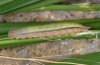 Hipparchia statilinus: Half-grown larva (Provence) [S]