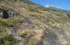 Hipparchia statilinus: Habitat in the lower Valais [N]