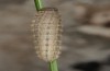 Erebia stirius: Larva (e.o. rearing, Austria,  Karawanken, Bad Eisenkappel, Trögerner Klamm/gorge near Bad Eisenkappel, oviposition early August 2016) [S]