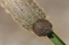 Erebia stirius: Larva (e.o. rearing, Austria,  Karawanken, Bad Eisenkappel, Trögerner Klamm/gorge near Bad Eisenkappel, oviposition early August 2016) [S]