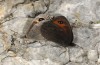 Erebia stirius: Copulation (Austria, Karawanken, Bad Eisenkappel, Trögerner Klamm/gorge near Bad Eisenkappel, early August 2016) [N]