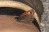 Erebia stirius: Male on my foot (Austria, Karawanken, Bad Eisenkappel, Trögerner Klamm/gorge near Bad Eisenkappel, early August 2016) [N]