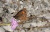 Erebia stirius: Male (Austria, Karawanken, Bad Eisenkappel, Trögerner Klamm/gorge near Bad Eisenkappel, early August 2016) [N]