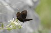 Male at Potentilla caulescens, the most important nectar plant in the Bavarian Alps