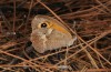 Maniola telmessia: Female (Rhodes, September 2013) [N]