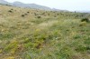 Coenonympha thyrsis: Habitat in tieferen Lagen im Süden Kretas (Mai 2013) [N]