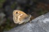 Coenonympha thyrsis: Männchen (Kreta, Anfang Mai 2013) [N]