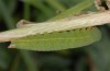 Coenonympha thyrsis: Larva (e.l. Crete 2013) [S]