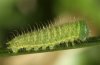 Maniola tithonus: Half-grown larva [S]